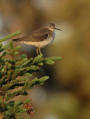 710_26_Solitary-Sandpiper.jpg