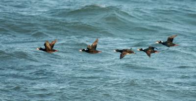 711_12_Surf-Scoters.jpg