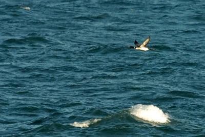 711_13_Yellow-Billed-Loon.jpg