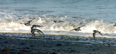 711_14_Black-Turnstones-inFly.JPG