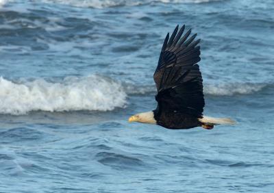 711_16_Bald-Eagle.JPG