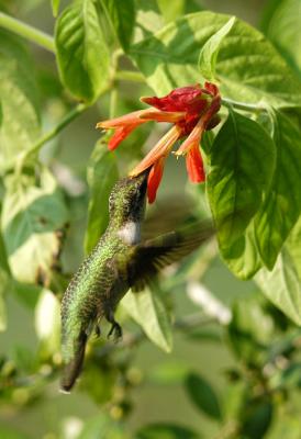 Ruby-throated hummingbird feeding on shrimp plant flower