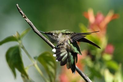 Ruby-throated hummingbird stretching