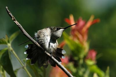 Ruby-throated hummingbird stretching2