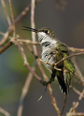 Ruby-throated hummingbird stretching3