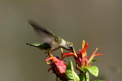 Ruby-throated hummingbird feeding on shrimp plant flower