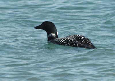 710_0185_CommonLoon.jpg