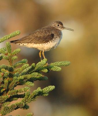 710_27_Solitary-Sandpiper.jpg