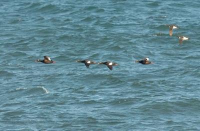 710_41_WWScoters-CMurres.jpg