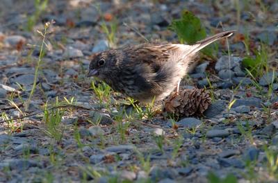 710_44_Fox-Sparrow.jpg