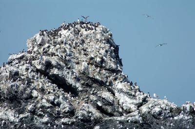 711_25_CMurres-Gulls-Nesting-Ground.jpg