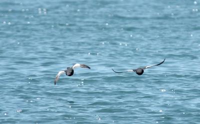 711_28_Pigeon-Guillemots.JPG