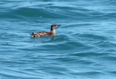 711_30_Marbled-Murrelet.jpg