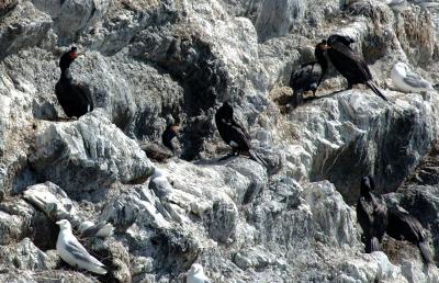 711_32_Red-faced-Cormorants.JPG