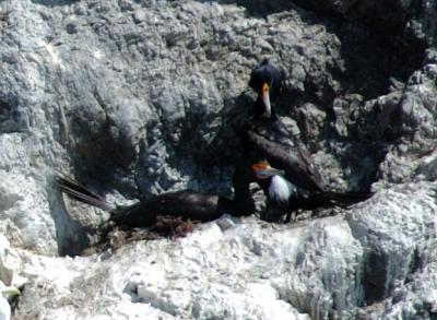 711_34_Red-faced-Cormorants.jpg