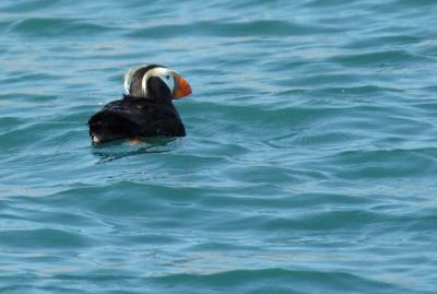 711_36_Tufted-Puffin.jpg