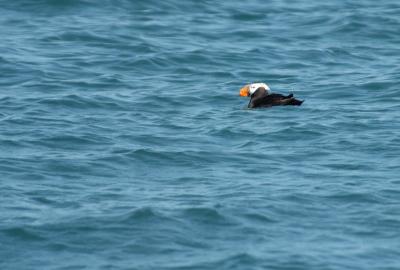 711_37_Tufted-Puffin.jpg