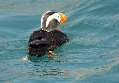 711_39_Tufted-Puffin.jpg