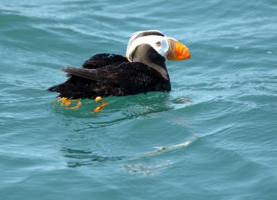 711_41_Tufted-Puffin.jpg