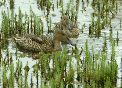 712_13_Northern-Pintails.jpg