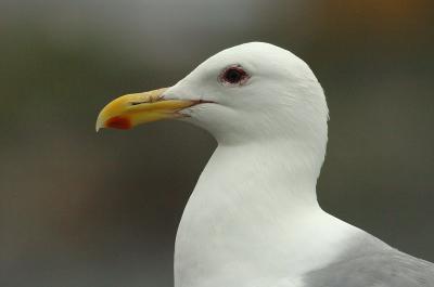 712_22_GWGull.jpg