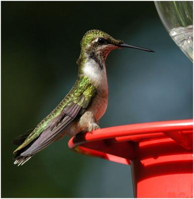 1002_25_Ruby-throated-Hummingbird.jpg