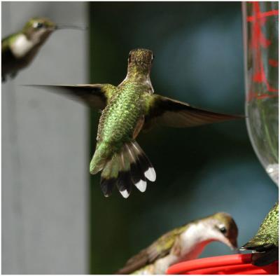 1002_31_Ruby-throated Hummingbird (half-tailed).jpg