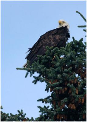 714_13_Bald-Eagle.jpg