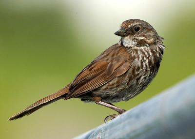 714_19_Song-Sparrow_.jpg