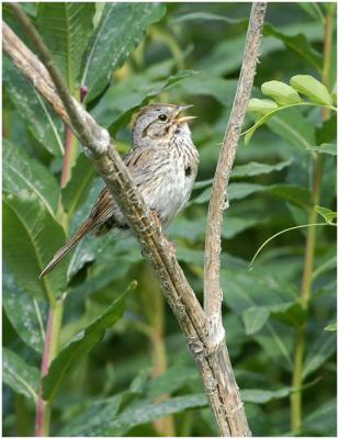 714_31_Lincohn-Sparrow.jpg