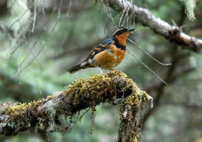 714_34_Varied-Thrush.jpg