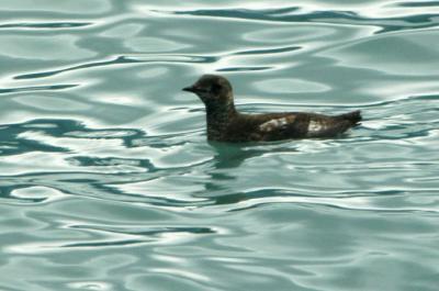 714_37_Marble-Murrelet.jpg