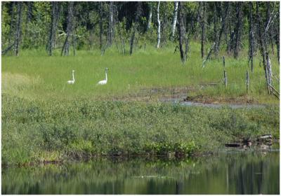 715_13_Trumpeter-Swans.jpg