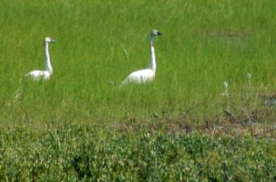 715_14_Trumpeter-Swans.jpg