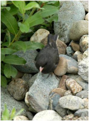 715_16_Junco.jpg