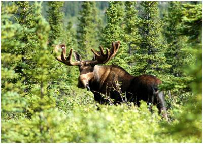 715_22_Moose.jpg