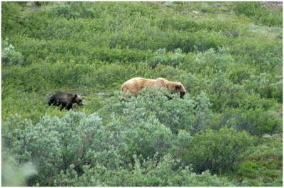 716_25_Denali-Brown-Bears.jpg