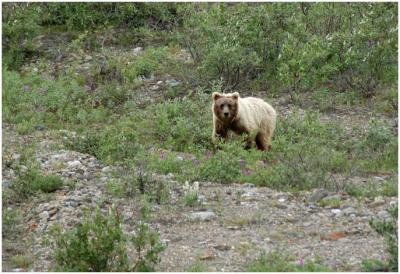 716_28_Denali-Brown-Bear.jpg