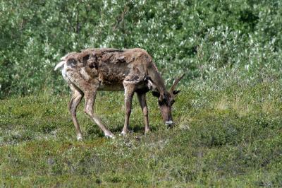 716_43_Caribou.jpg