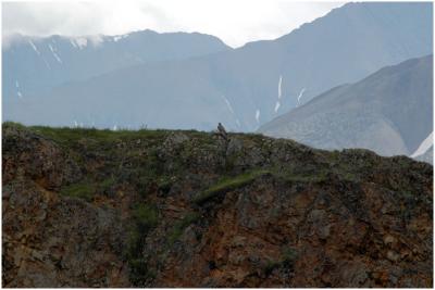 v3/33/583933/3/50348917.716_49_Denali_Gyrfalcon.jpg