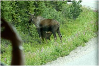 716_55_Denali-Moose-Feeding.jpg