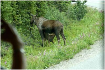 716_55_Denali-Moose-Feeding.jpg