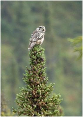 717_16_Northern-Hawk-Owl.jpg