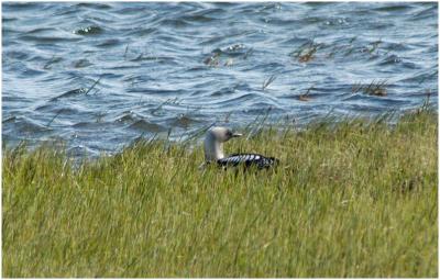 718_31_Pacific-Loon-OnNest.jpg