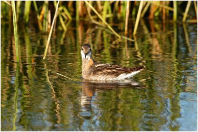 718_49_Red-Necked-Phalarope.jpg