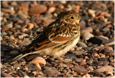 718_52_Lapland-Longspur.jpg