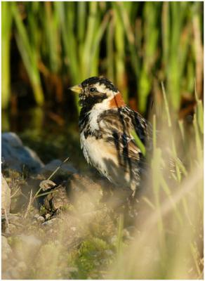 718_67_Lapland-Longspur.jpg