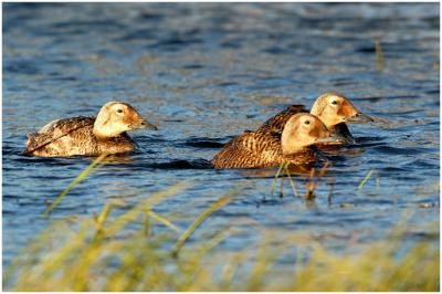 718_85_Spectacled-Eiders.jpg