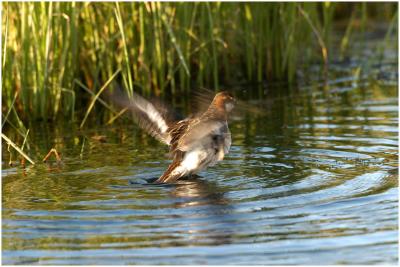 718_97_Red-necked-Phalarope.jpg