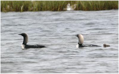 719_13_Pacific-Loons.jpg